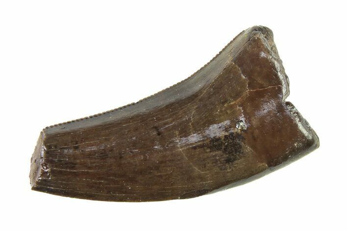 Serrated, Tyrannosaur (Nanotyrannus) Tooth - Montana #338790